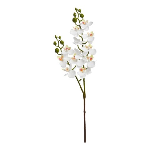 MINI PHALENO X 2 CREMA